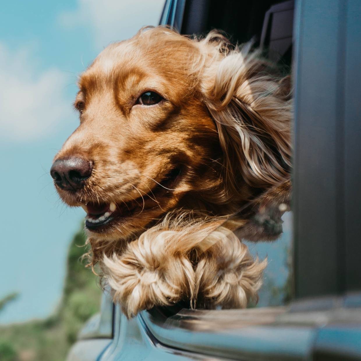 Dog Friendly Hotel In Laguna Beach Laguna Beach House