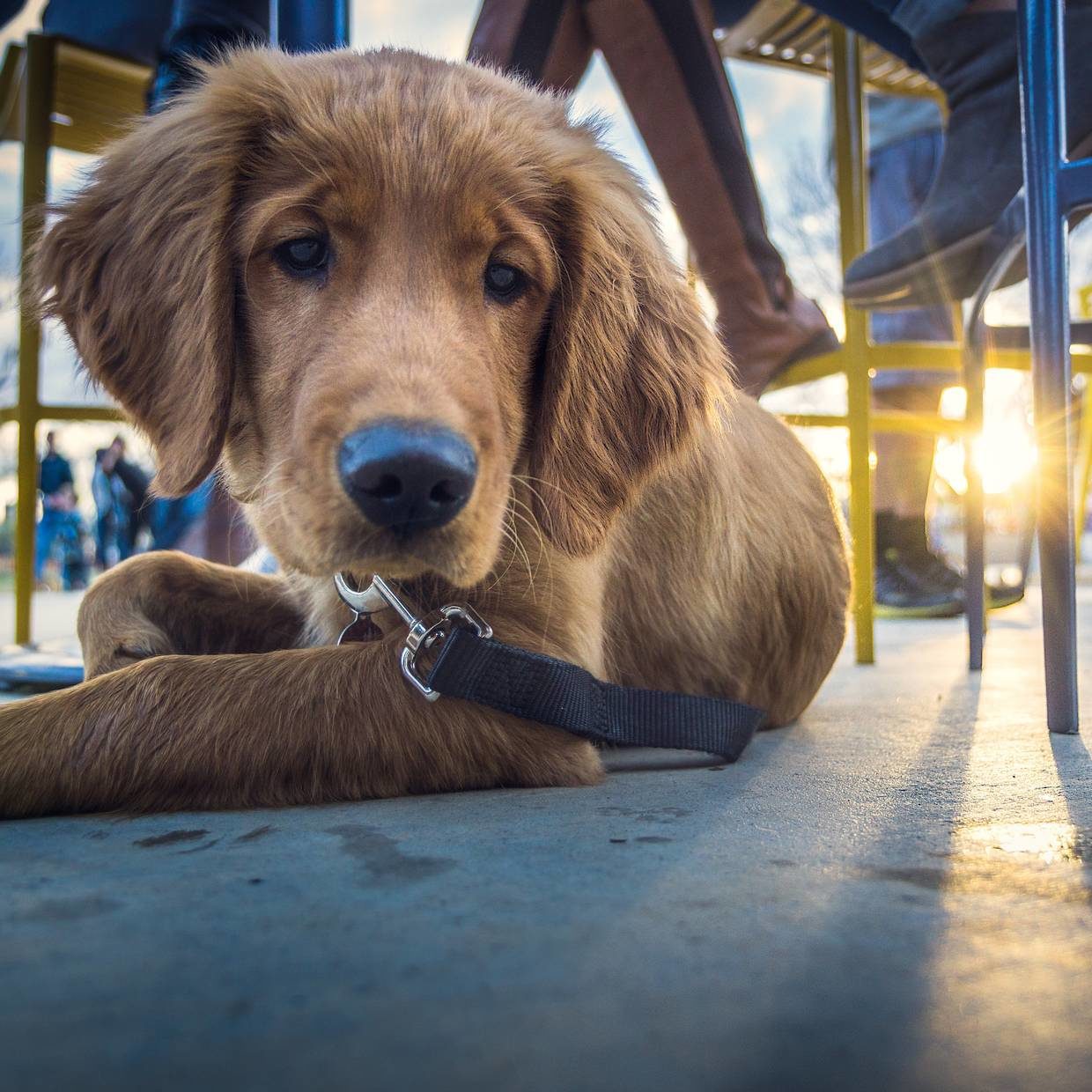 Dog Friendly Hotel In Laguna Beach Laguna Beach House
