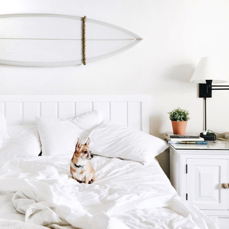 Dog in a bed at Laguna Beach House