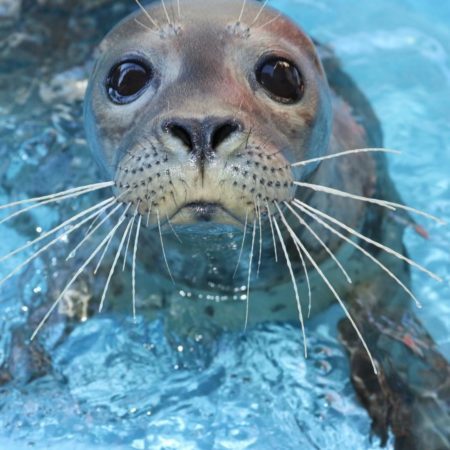 Seal at Pacific Marine Mammal Center